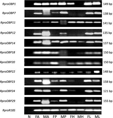 Functional Characterization of Odorant Binding Protein 27 (RproOBP27) From Rhodnius prolixus Antennae